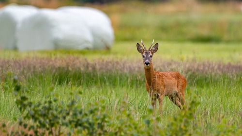Meldung von Wildschaden